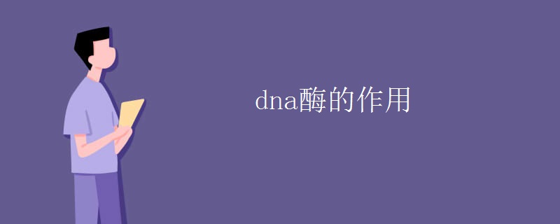 dna酶的作用