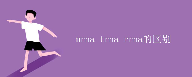 mrna trna rrna的区别